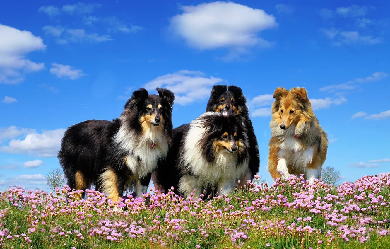 Photo wallpaper animals, dogs, flowers, meadow