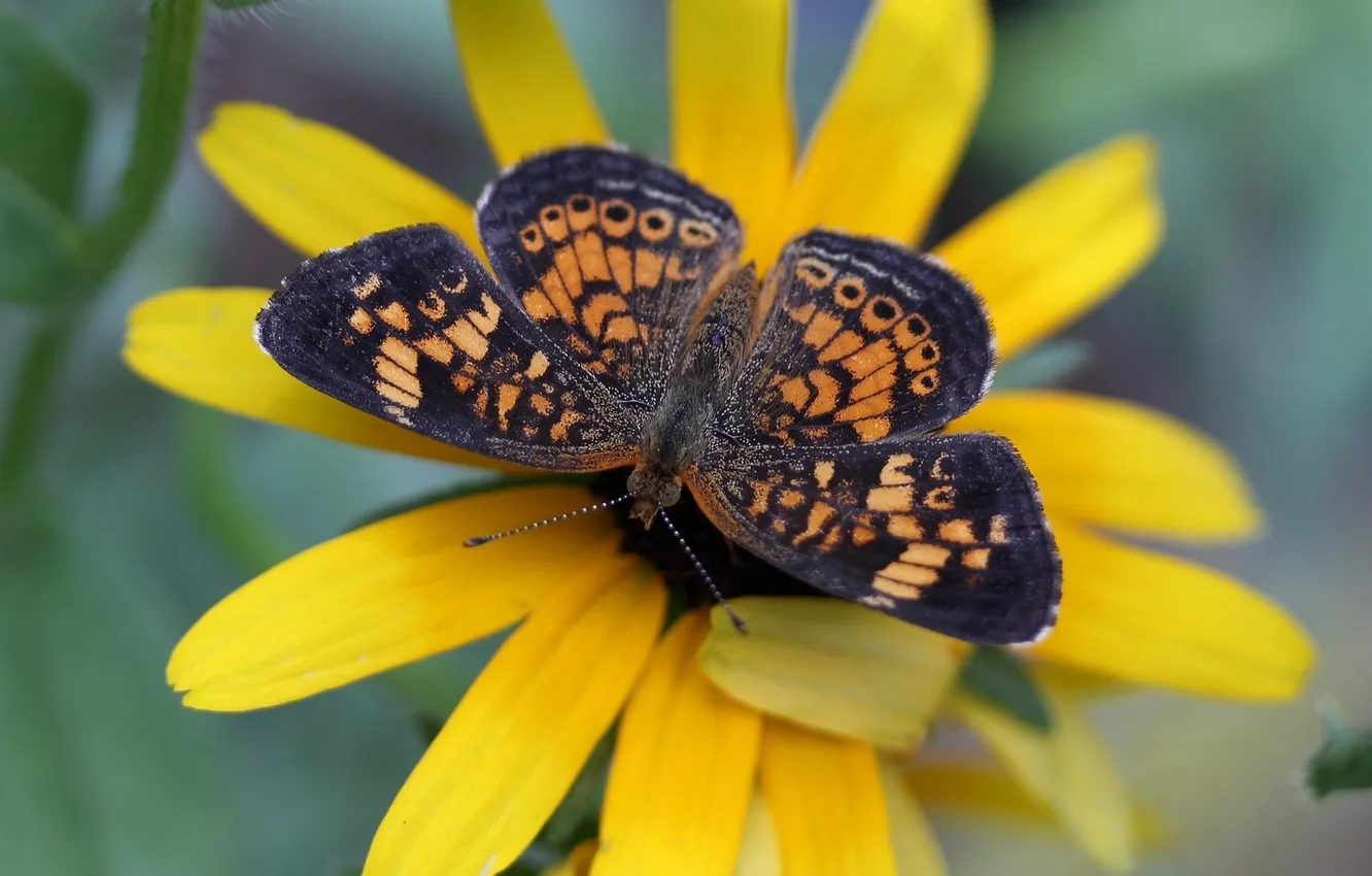 Photo wallpaper flowers, macro, butterfly, wings, beautiful, closeup