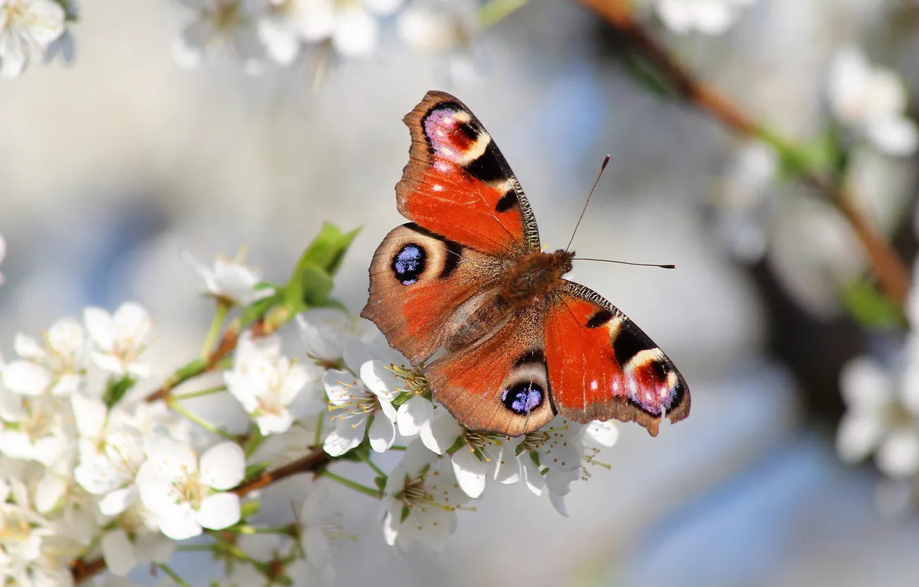 Photo wallpaper nature, butterfly, beauty, spring, garden, beautiful, flowering