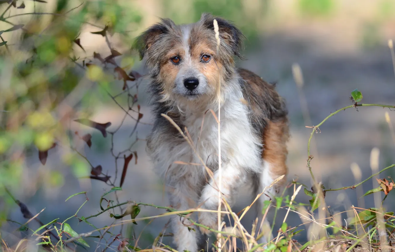 Photo wallpaper look, each, dog