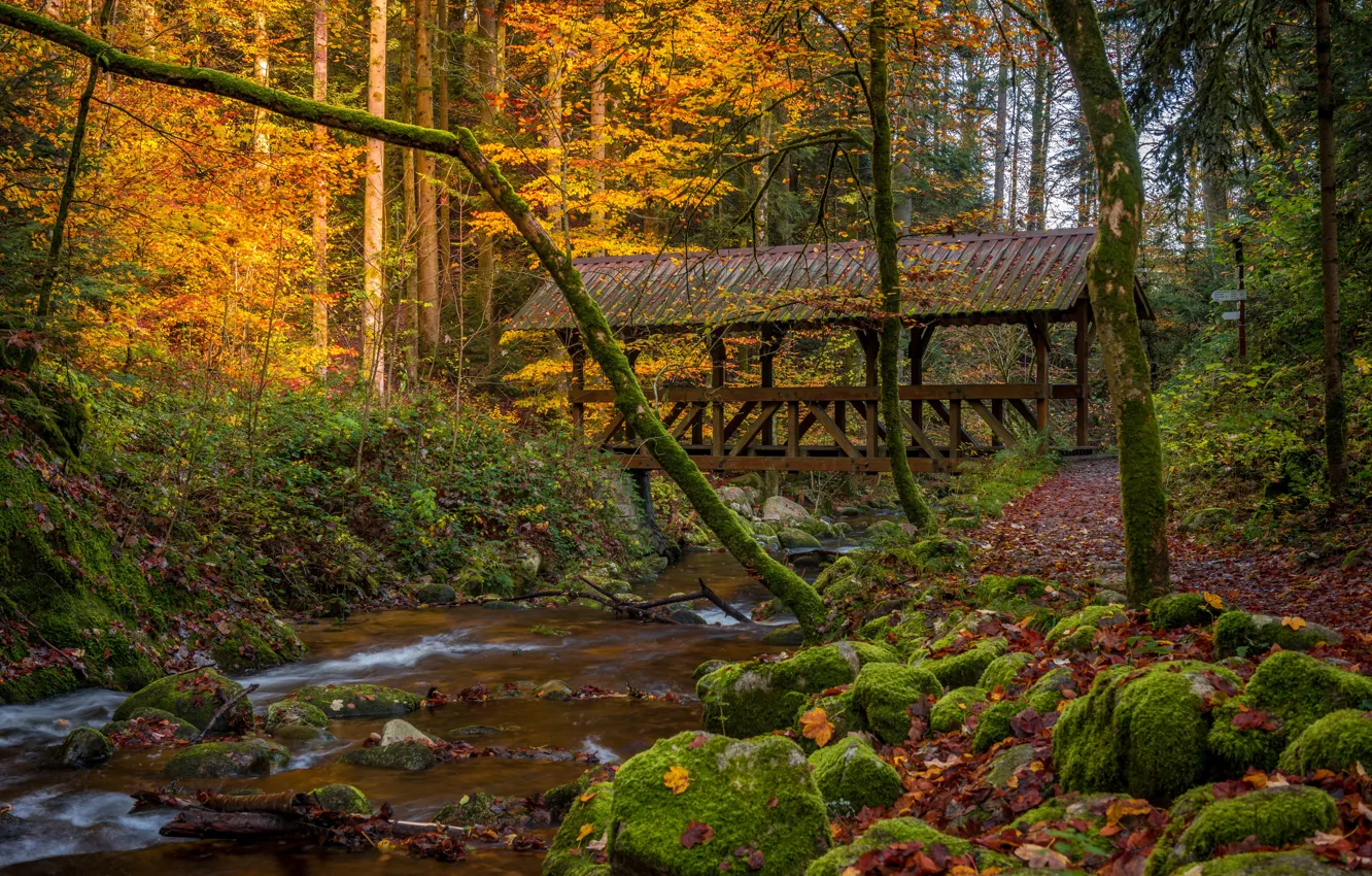 Photo wallpaper autumn, forest, trees, bridge, river, moss, Germany, Germany