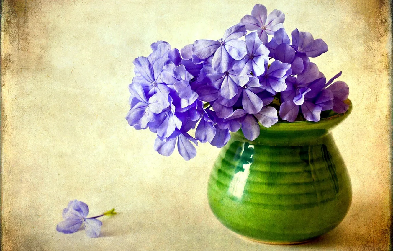 Photo wallpaper flower, purple, flowers, vase, Phlox