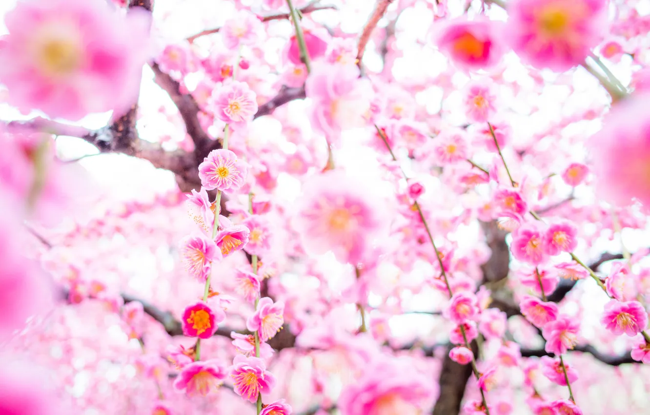 Photo wallpaper trees, spring, Sakura, flowering