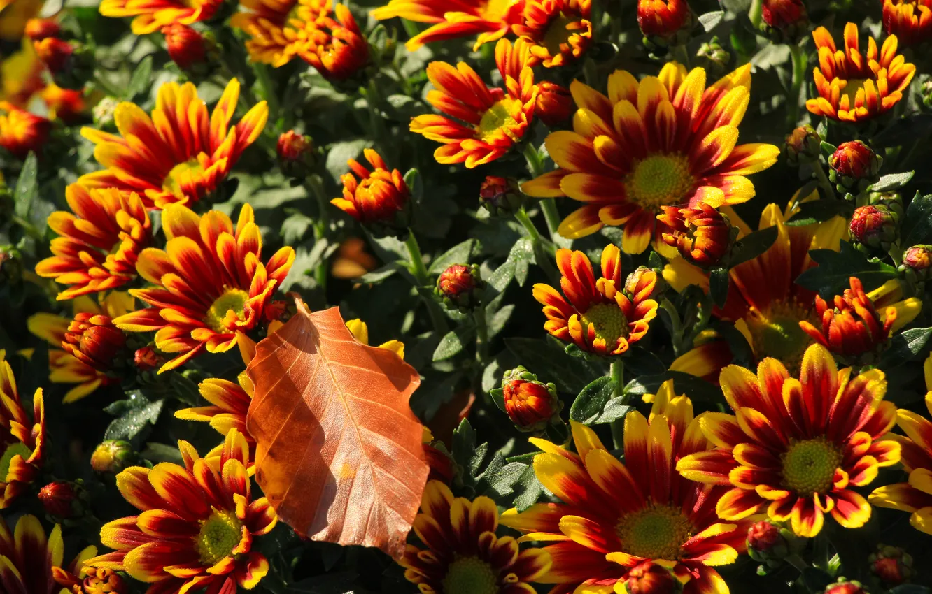 Photo wallpaper flower, autumn, leaf, fall, aster