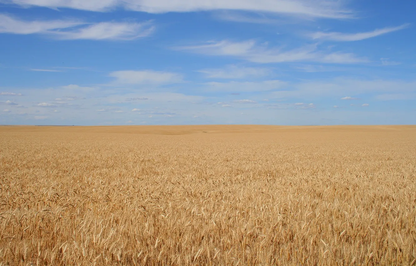 Photo wallpaper field, the sky, background, grain, calm