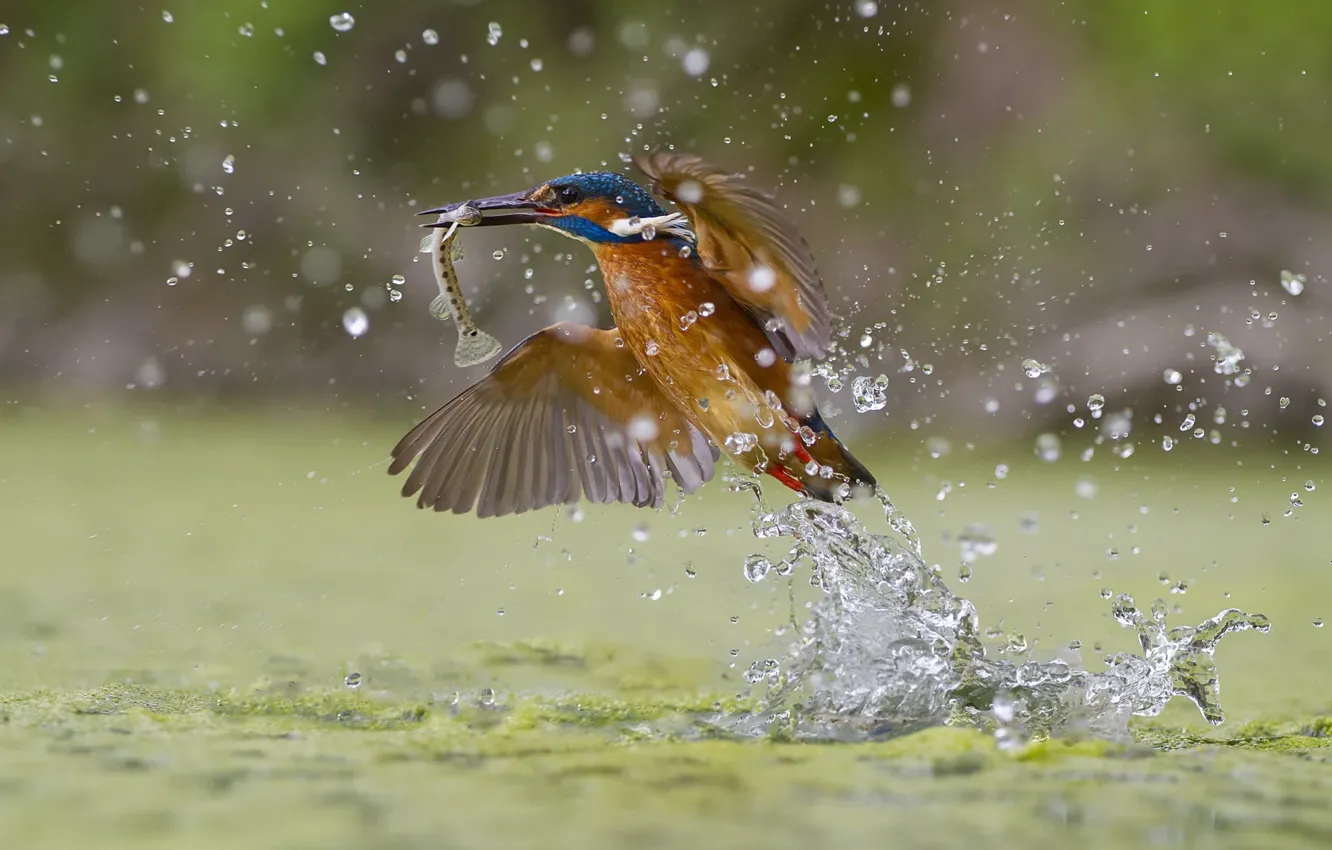 Photo wallpaper splash, Kingfisher, Green fishing