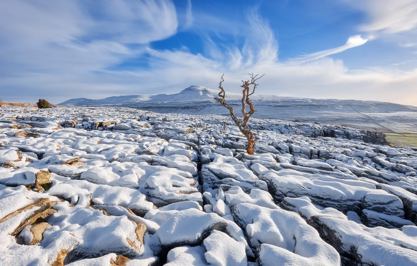 Photo wallpaper snow, trees, mountains, stones