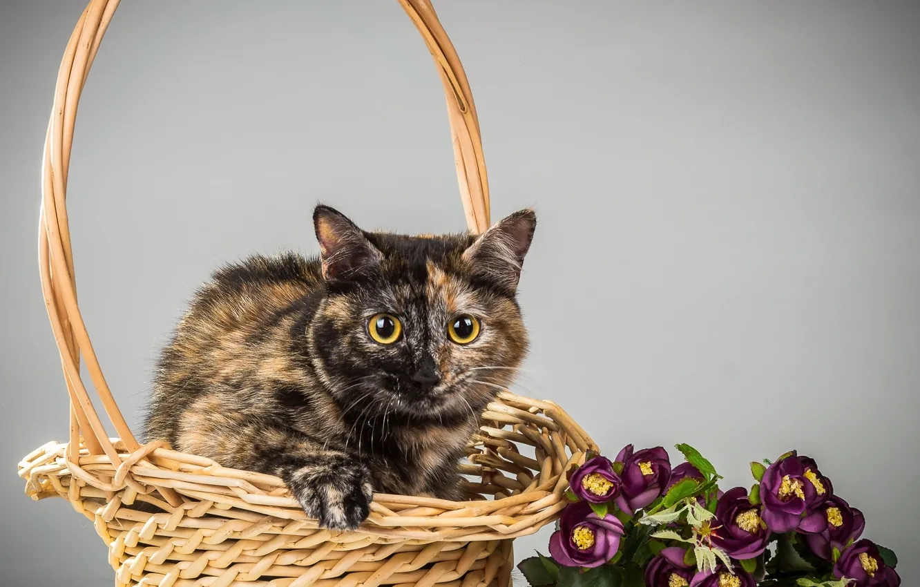 Photo wallpaper cat, cat, background, basket, kitty