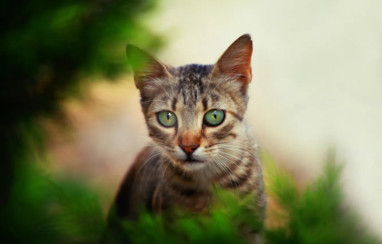 Photo wallpaper cat, look, branches, pose, grey, portrait, kitty, face