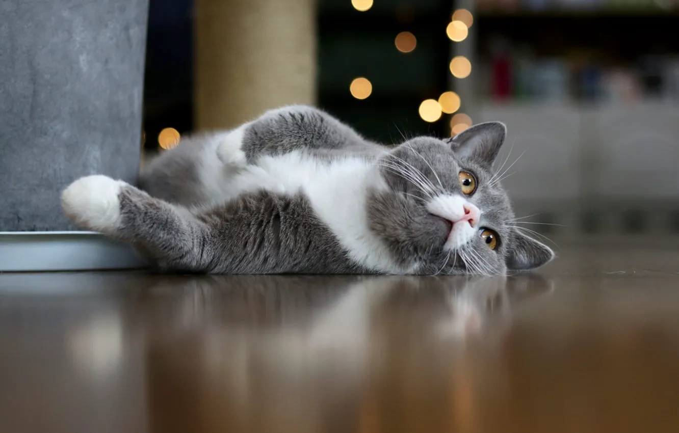 Photo wallpaper cat, legs, lies