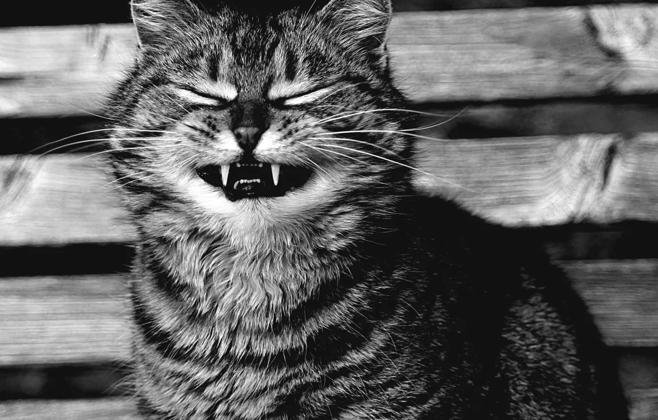 Photo wallpaper cat, cat, smile, portrait, black and white, fangs, face, monochrome