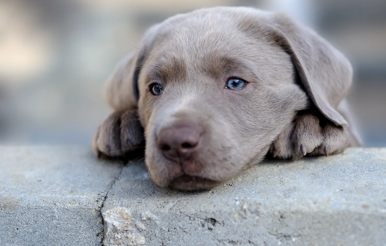 Photo wallpaper dog, puppy, face, Labrador Retriever
