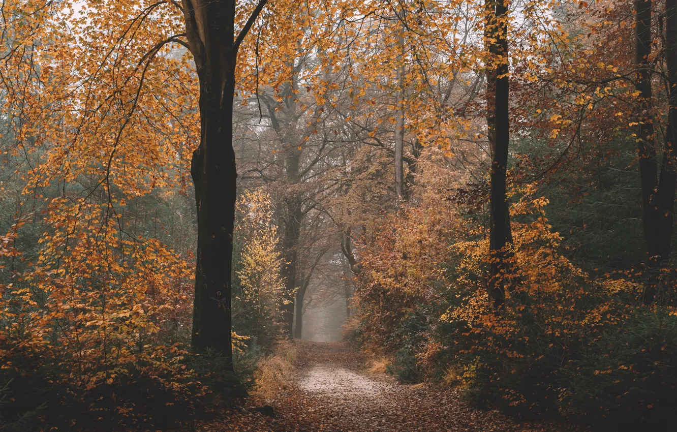 Photo wallpaper road, autumn, forest, leaves, trees, nature