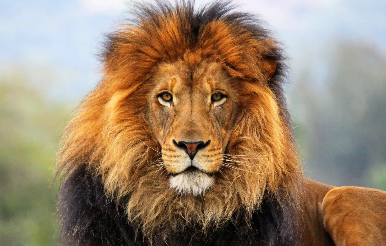 Photo wallpaper lion, look, head