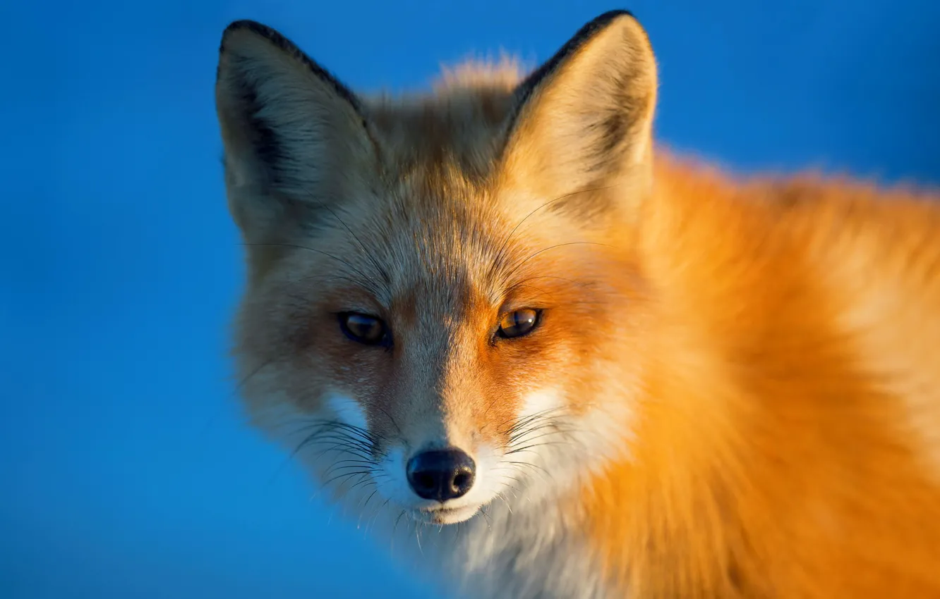 Photo wallpaper look, background, portrait, Fox, red