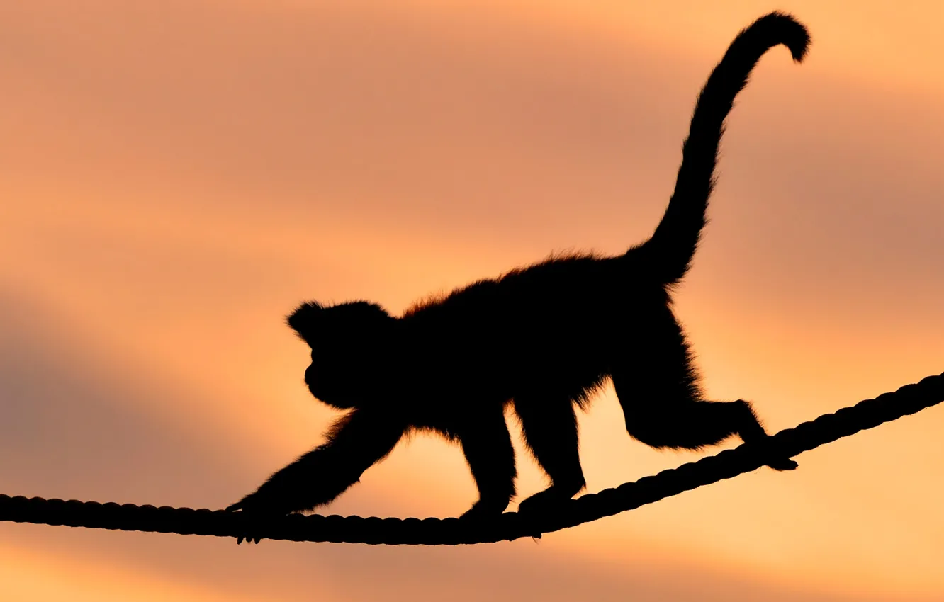 Photo wallpaper sunset, monkey, rope