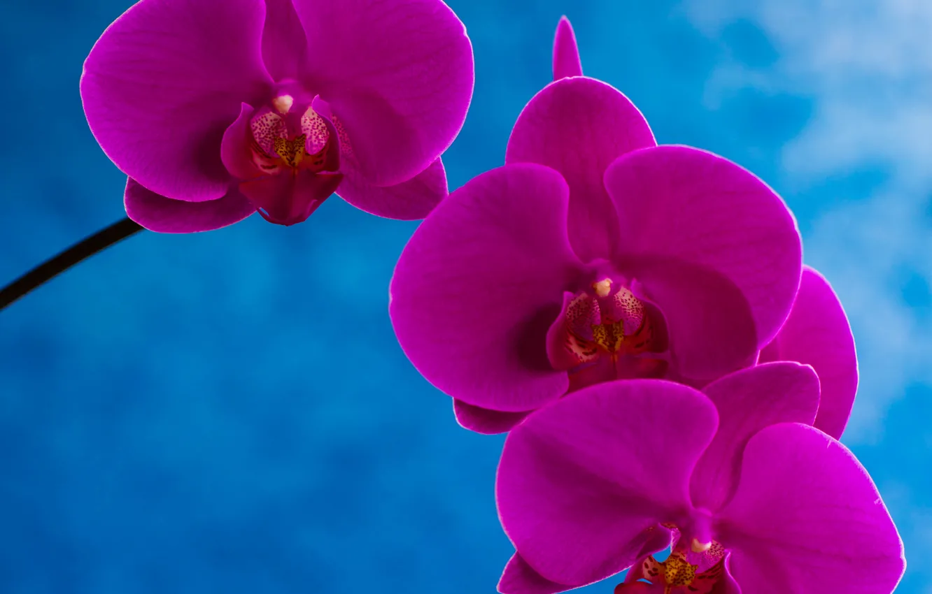 Photo wallpaper macro, paint, petals, Orchid