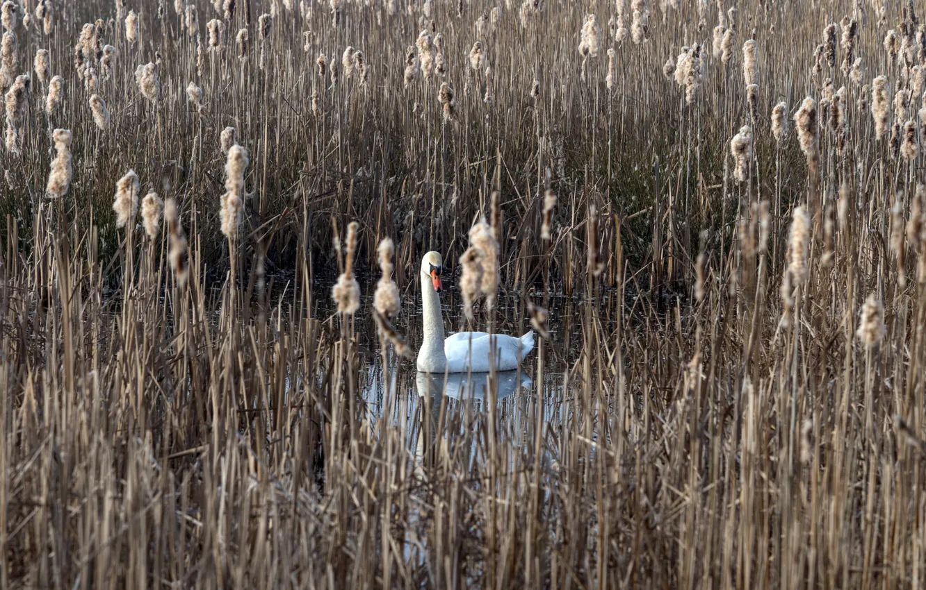 Photo wallpaper lake, reed, Swan