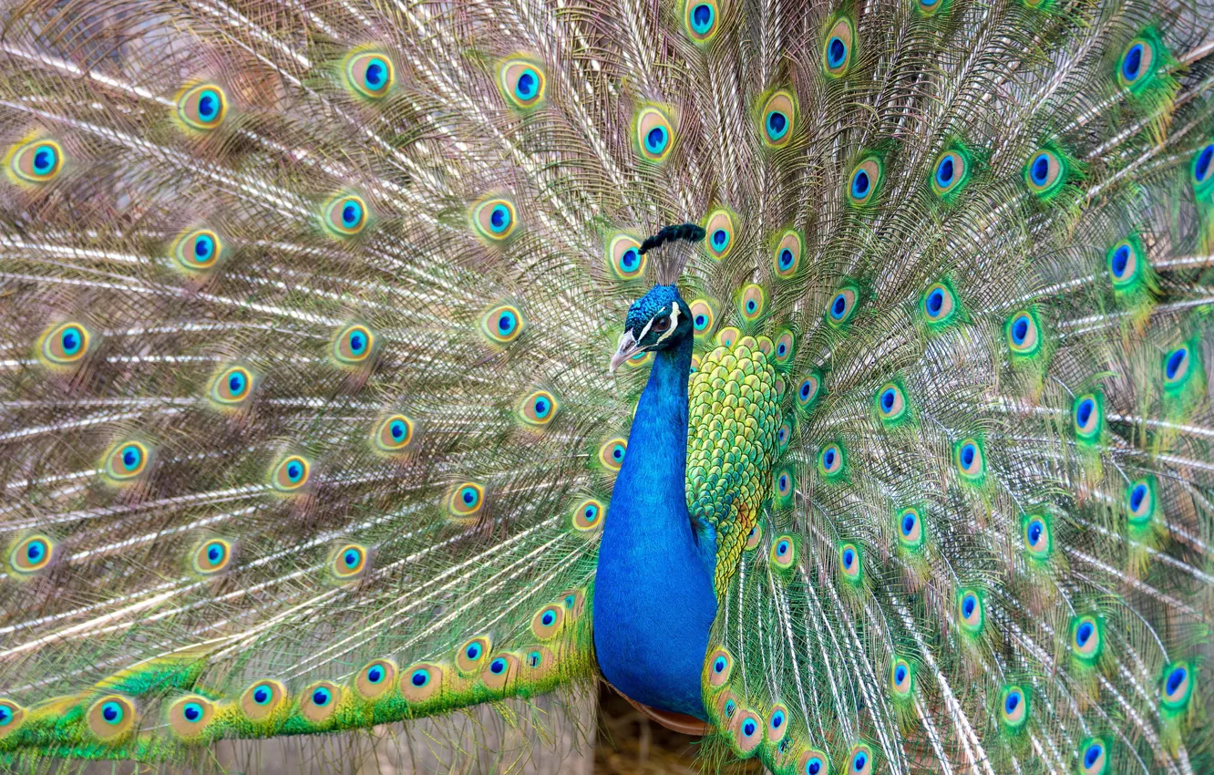 Photo wallpaper bird, feathers, tail, peacock