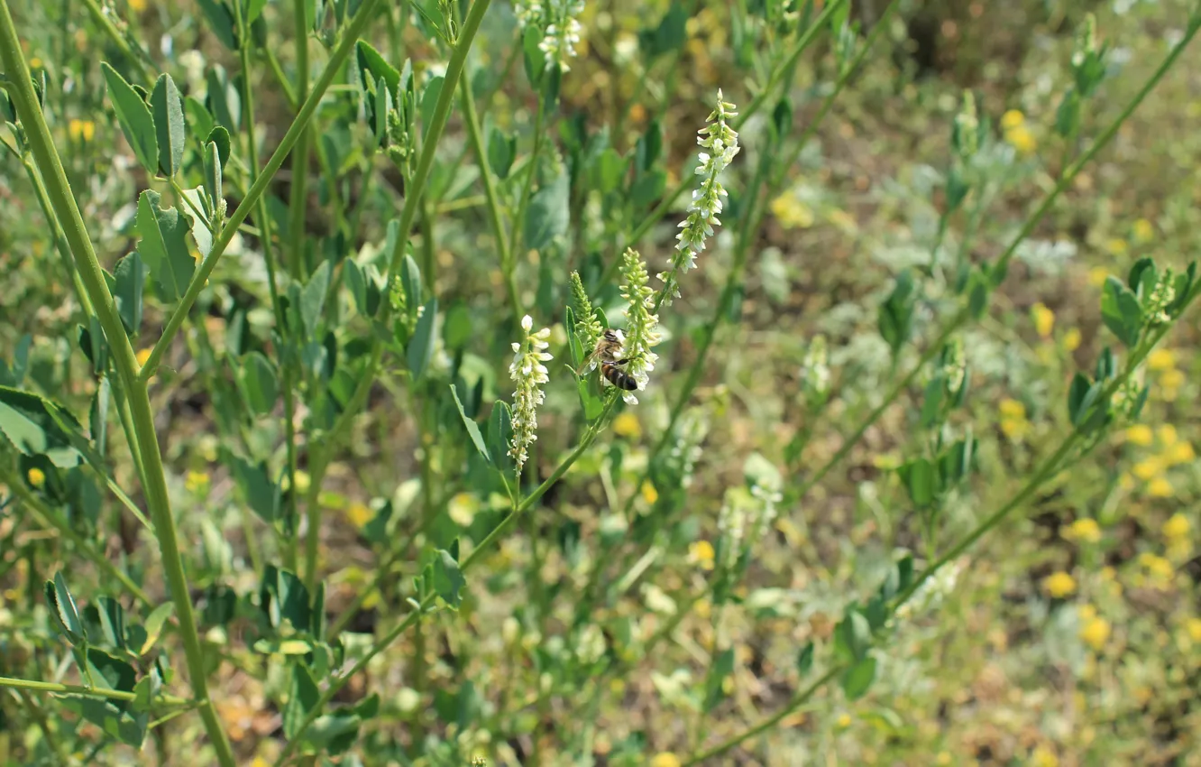 Photo wallpaper white, green, bee, clover