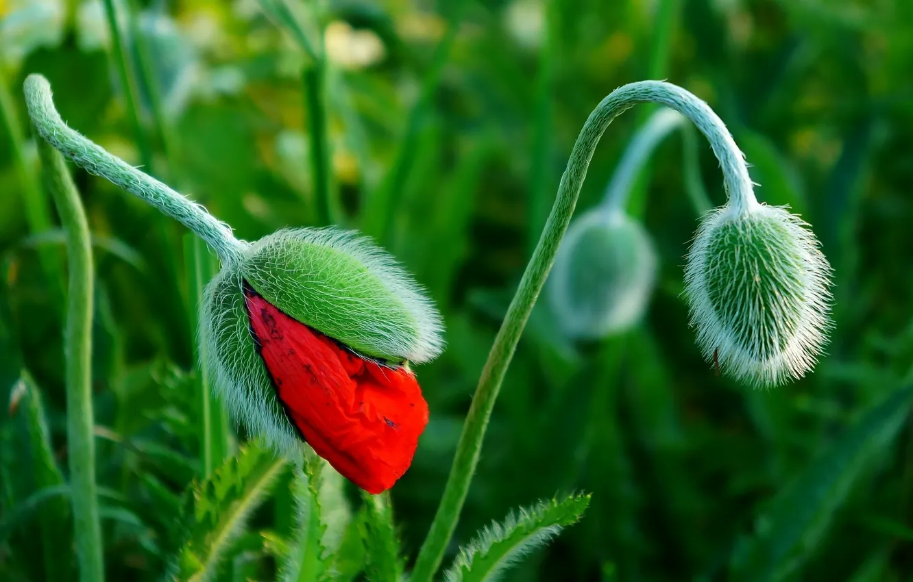 Photo wallpaper red, field, spring, poppy