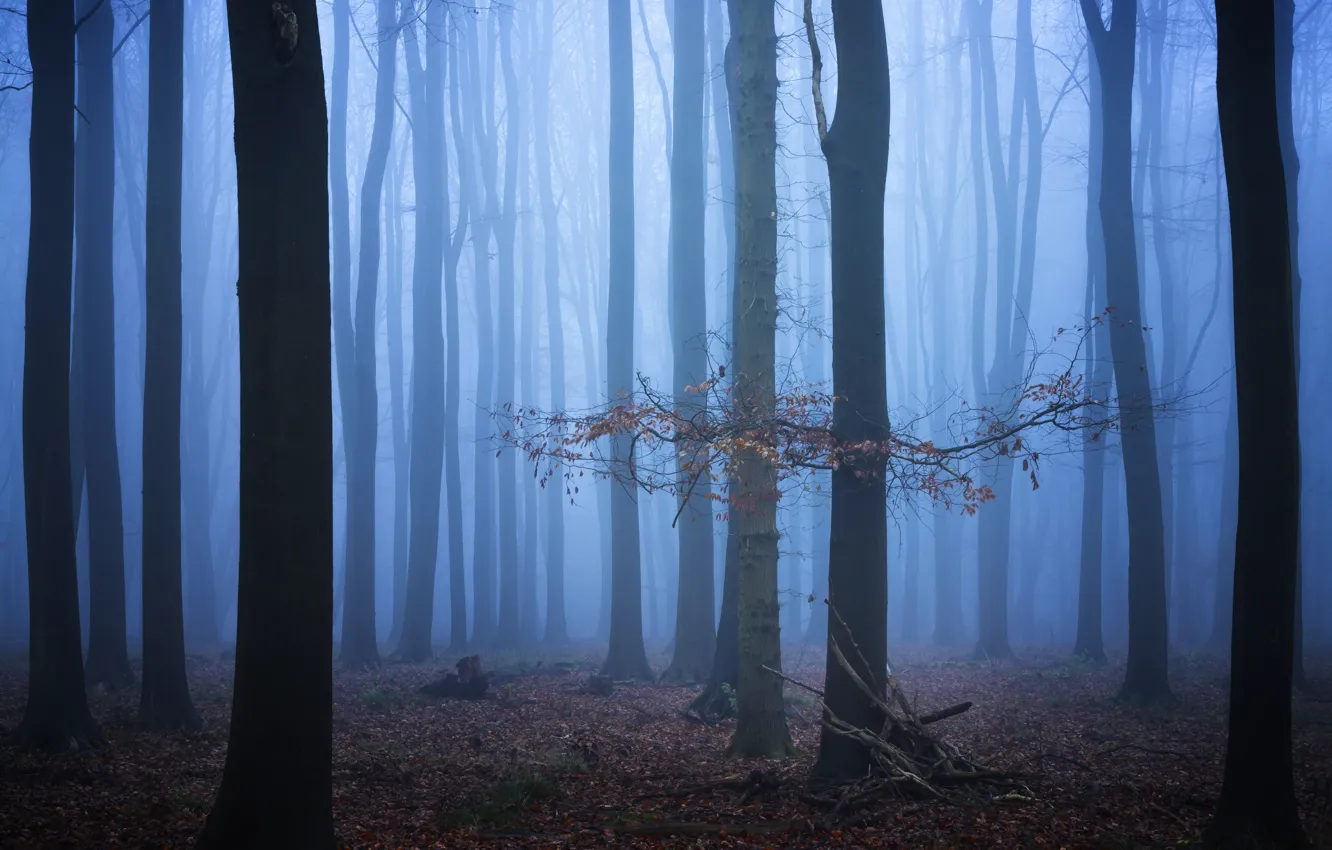 Photo wallpaper winter, forest, trees, nature, fog, England, England, Hertfordshire