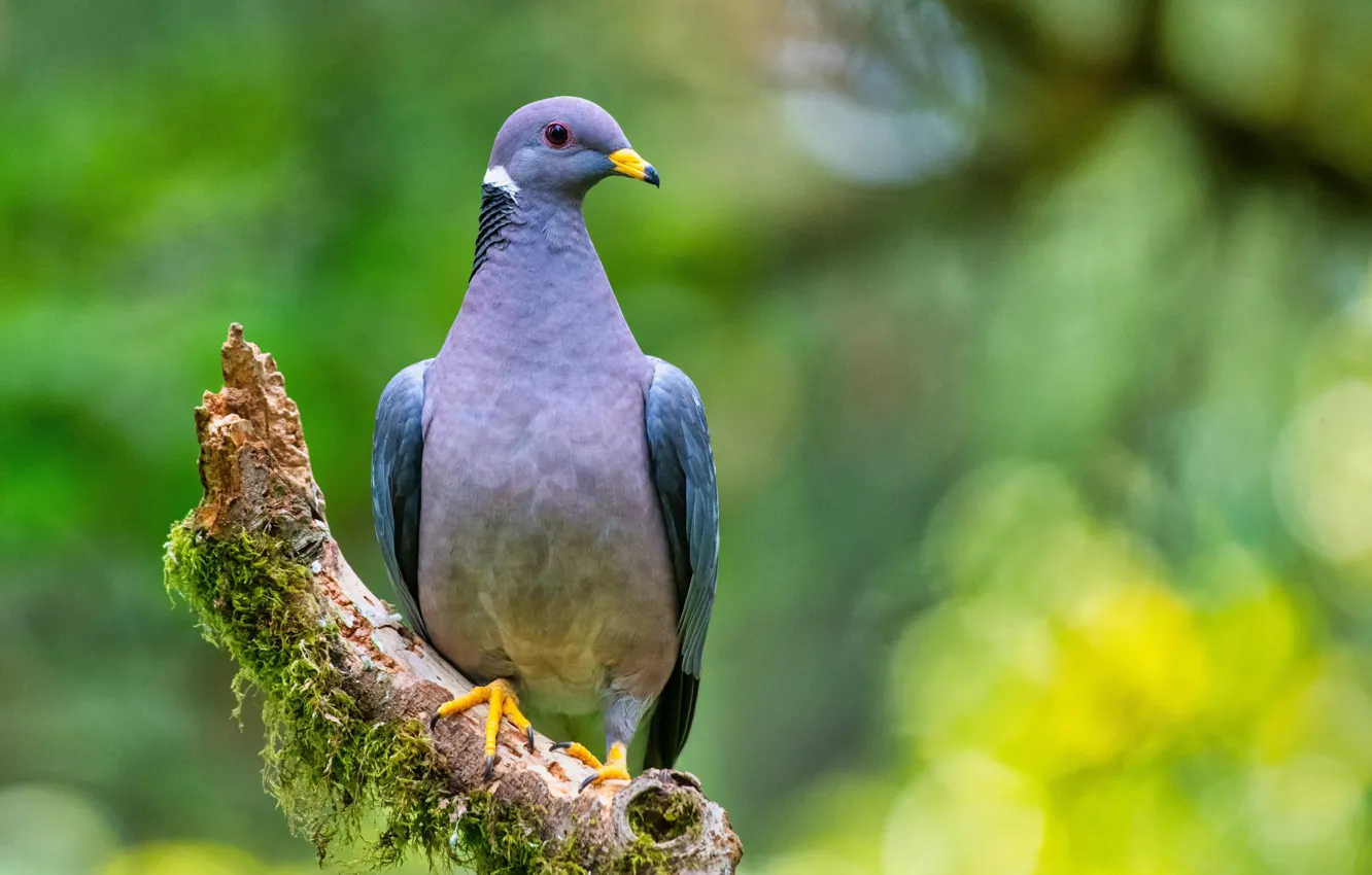 Photo wallpaper bird, pigeons, bokeh
