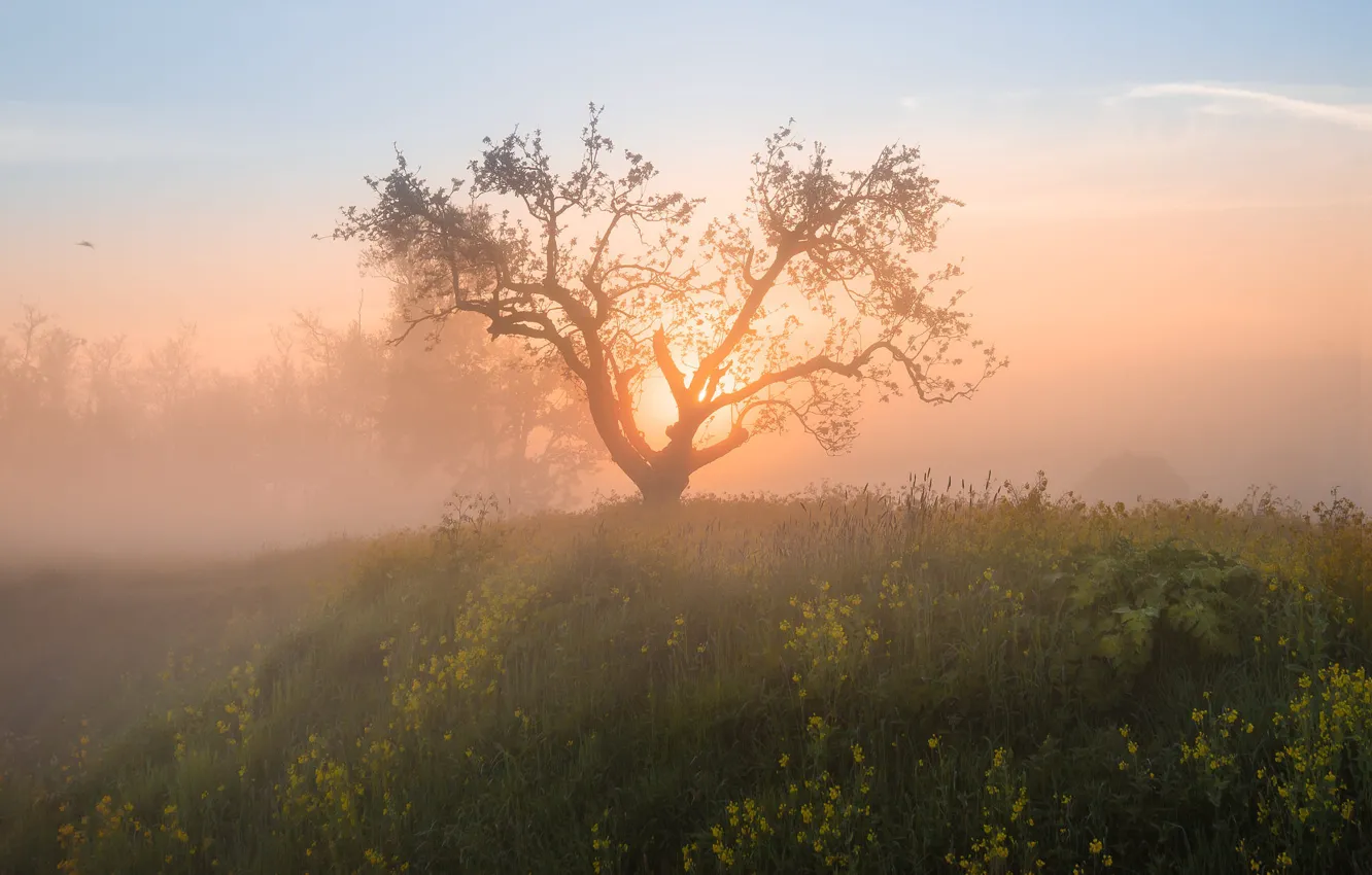 Photo wallpaper trees, the sun, morning, fog, rape, field, meadow, dawn