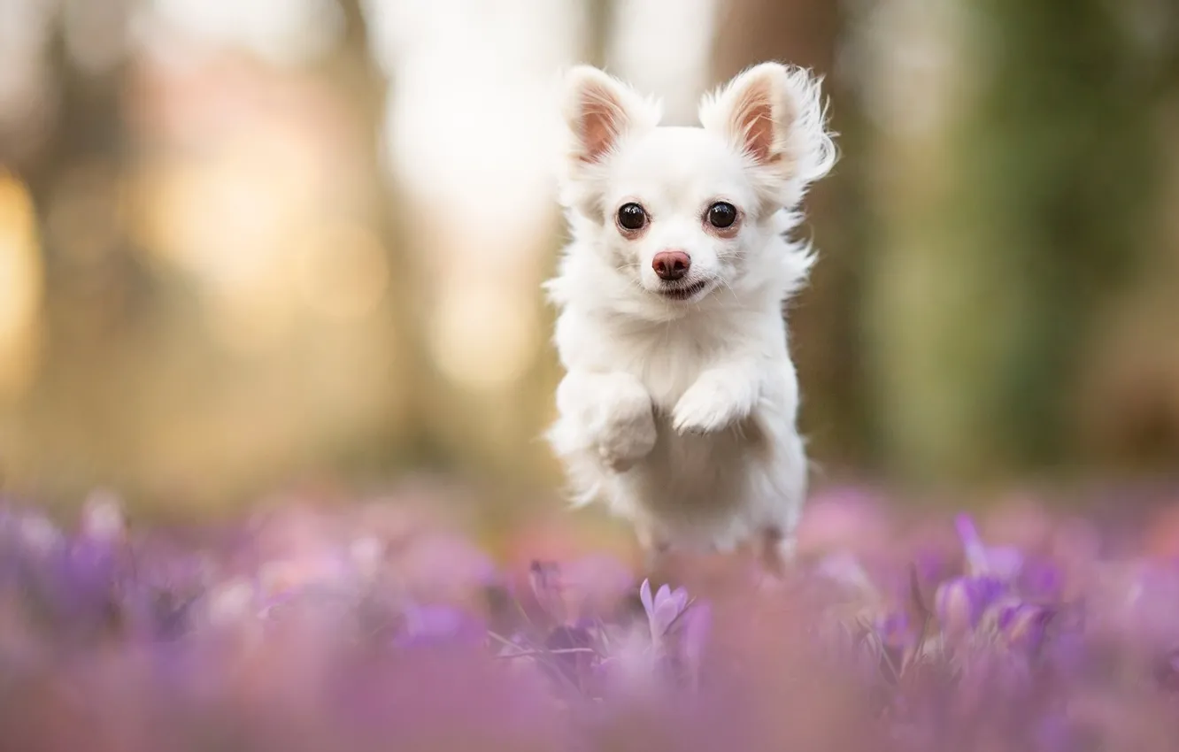 Photo wallpaper white, flowers, jump, glade, dog, spring, running, crocuses