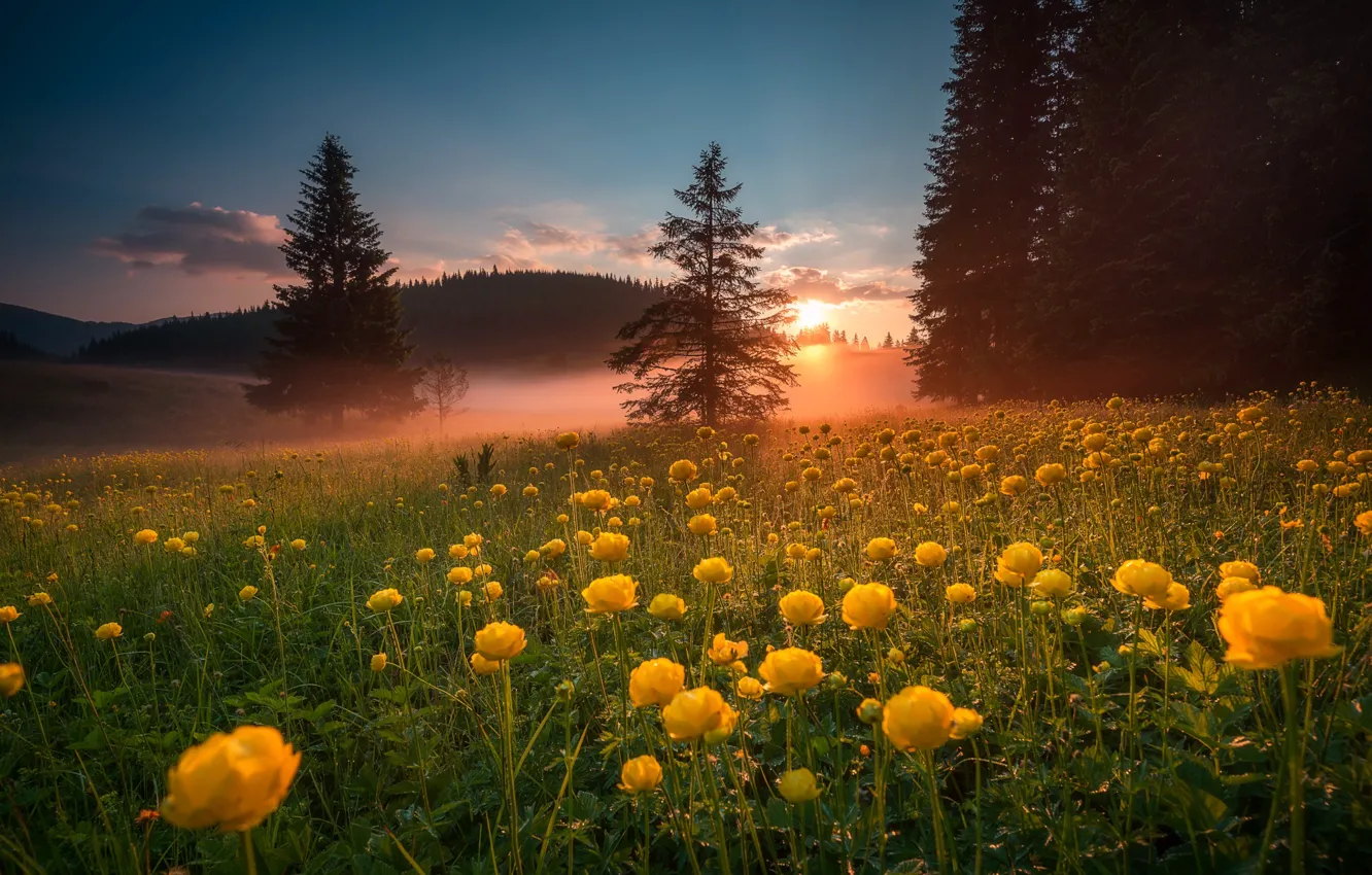 Photo wallpaper field, forest, flowers, globeflowers