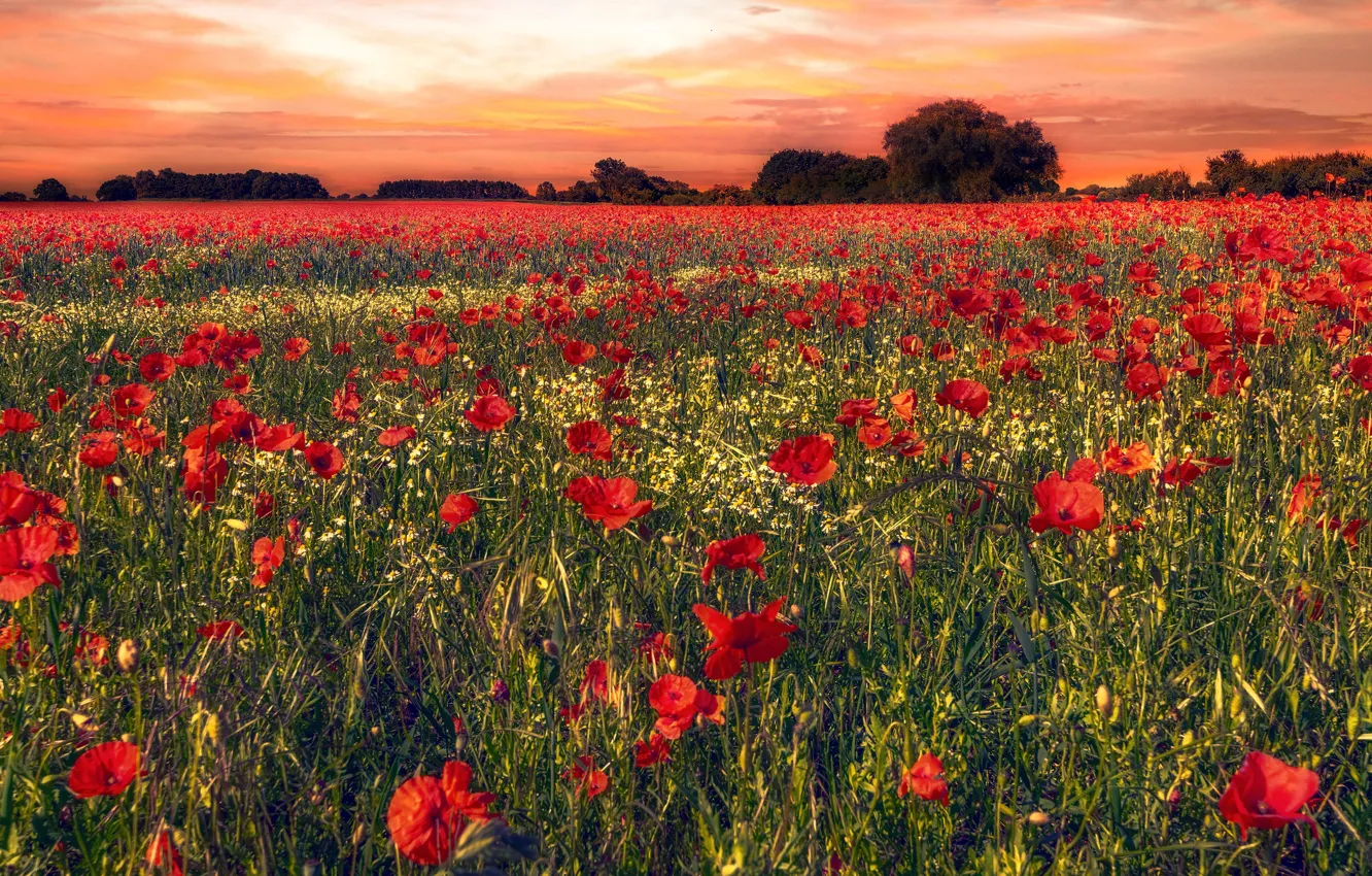 Photo wallpaper field, summer, trees, flowers, Maki, chamomile, the evening, red