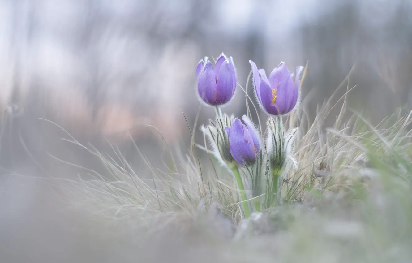 Photo wallpaper flowers, nature, glade, blur, spring, light background, lilac, bokeh