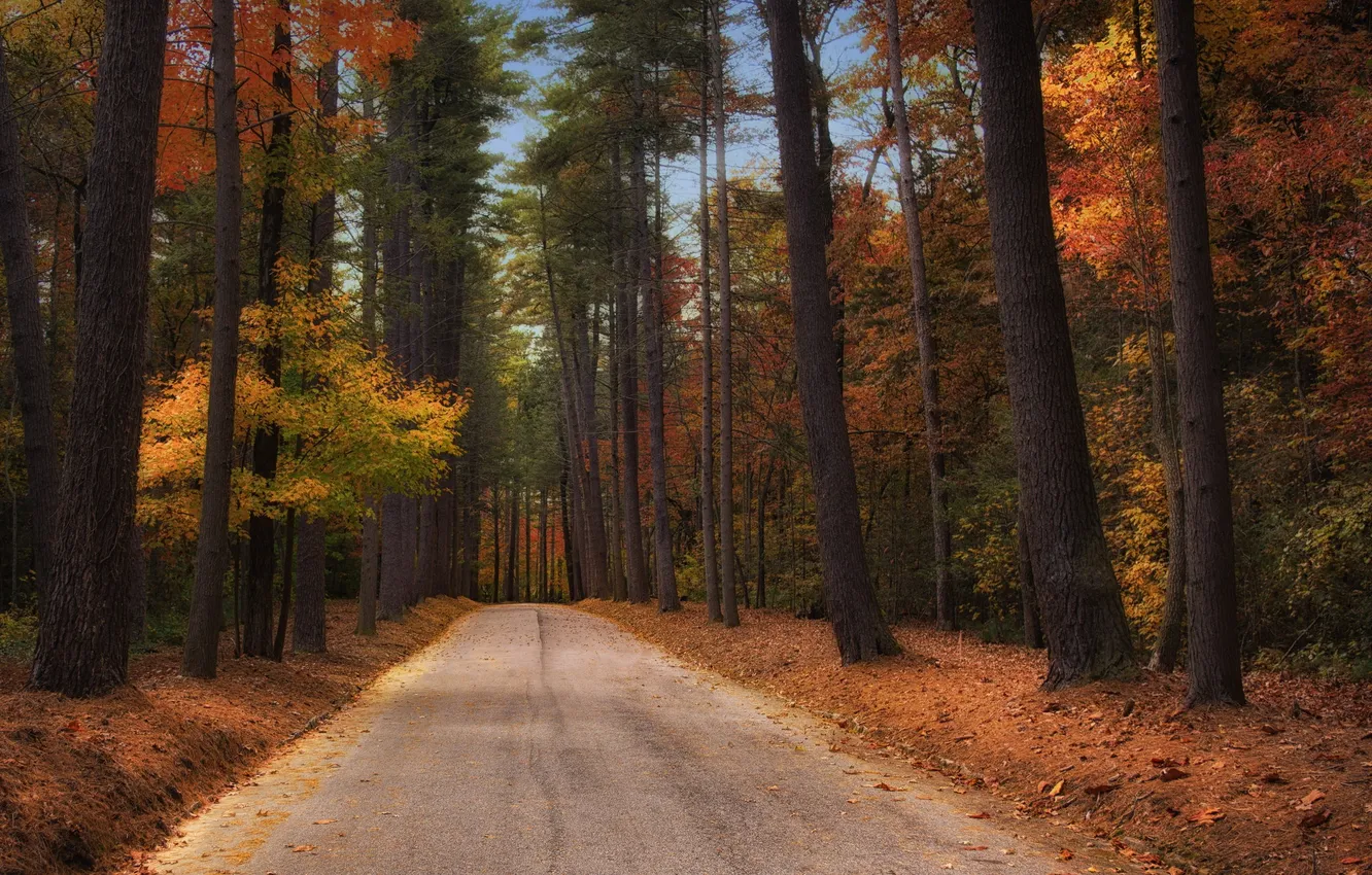 Photo wallpaper road, autumn, trees