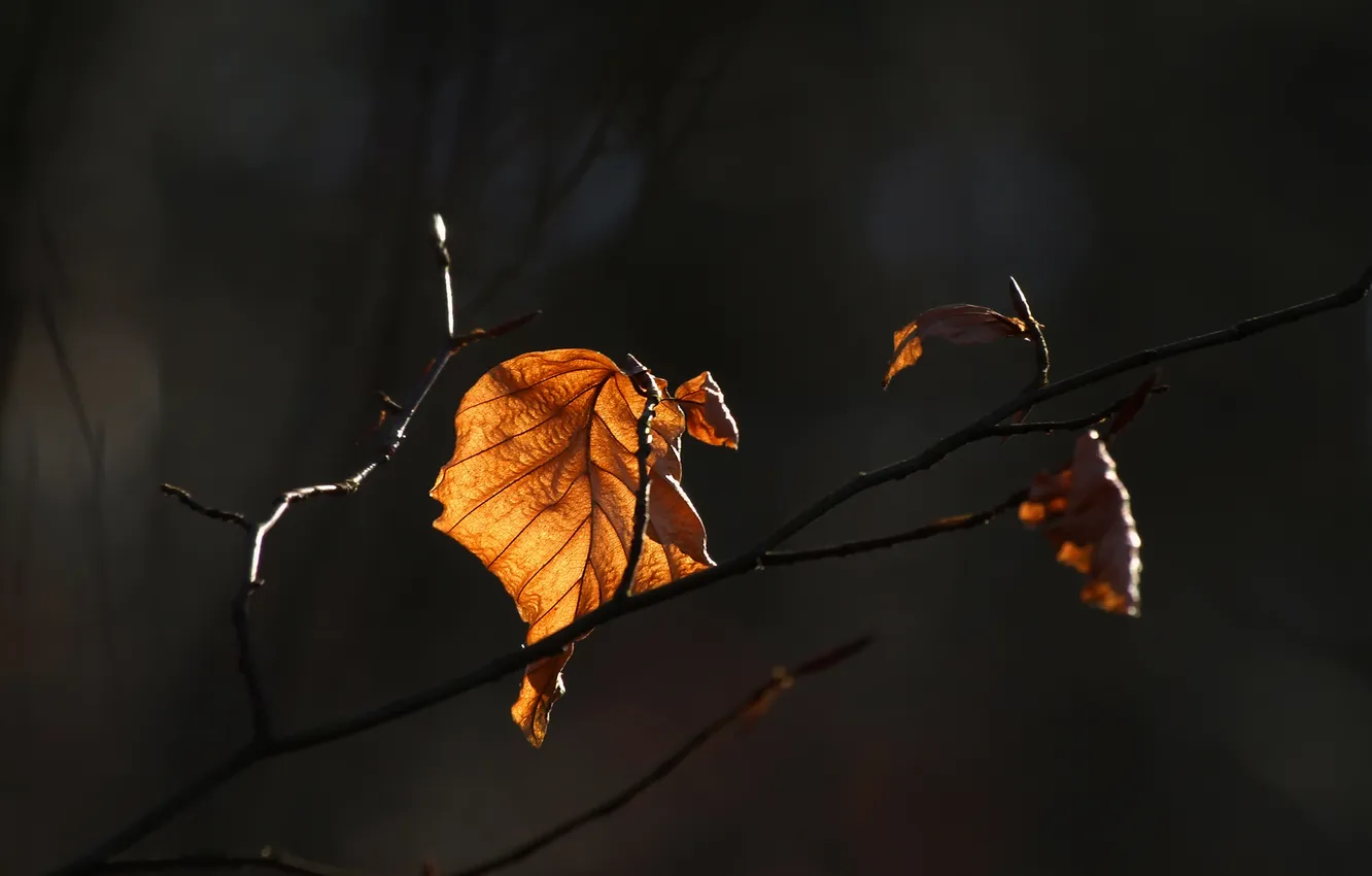 Photo wallpaper autumn, light, background, branch, leaf, shadows, last
