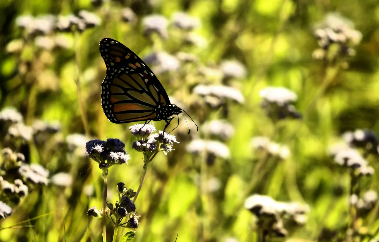 Photo wallpaper the sun, butterfly, glade, day, weed