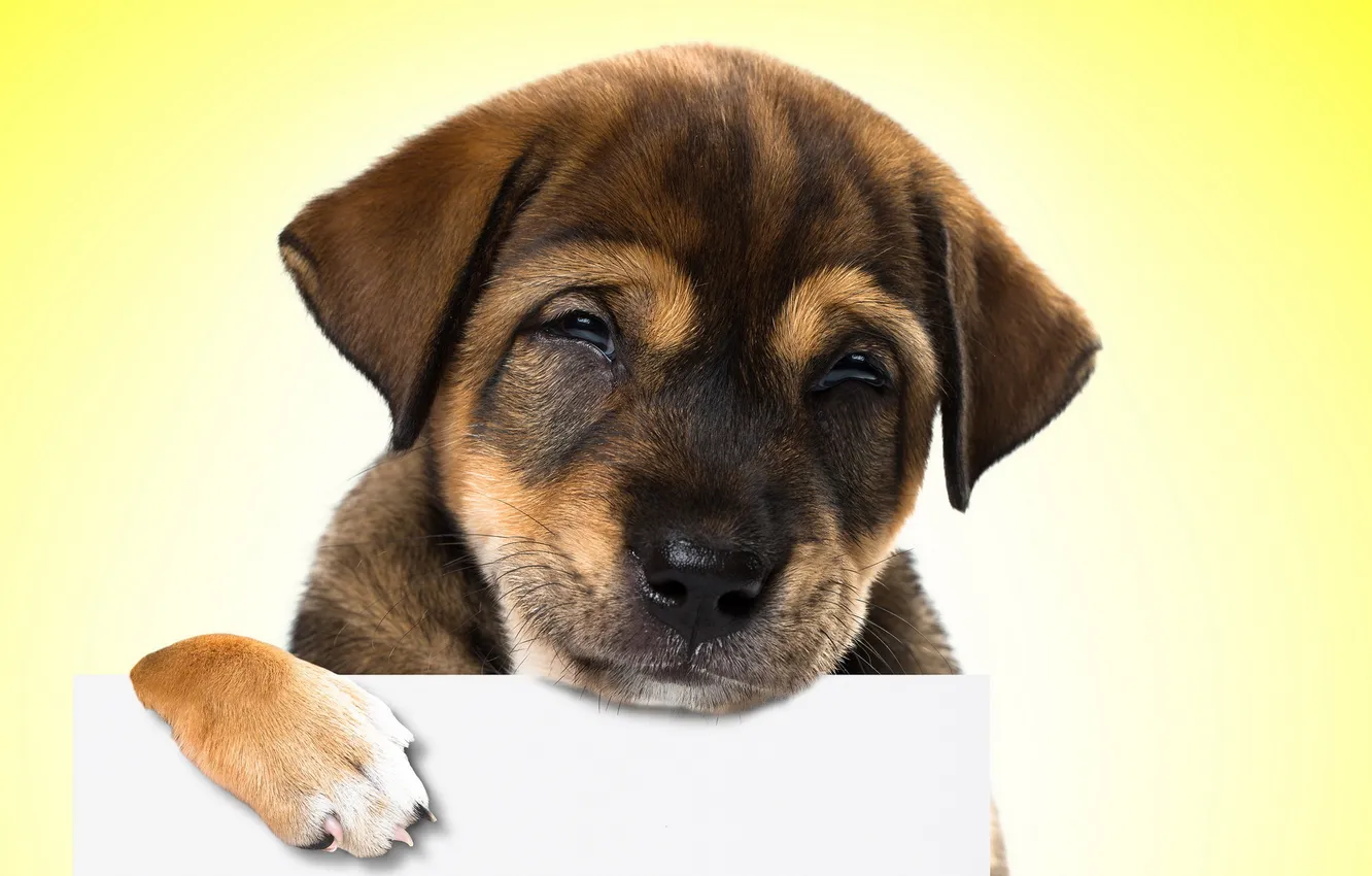 Photo wallpaper look, each, dog