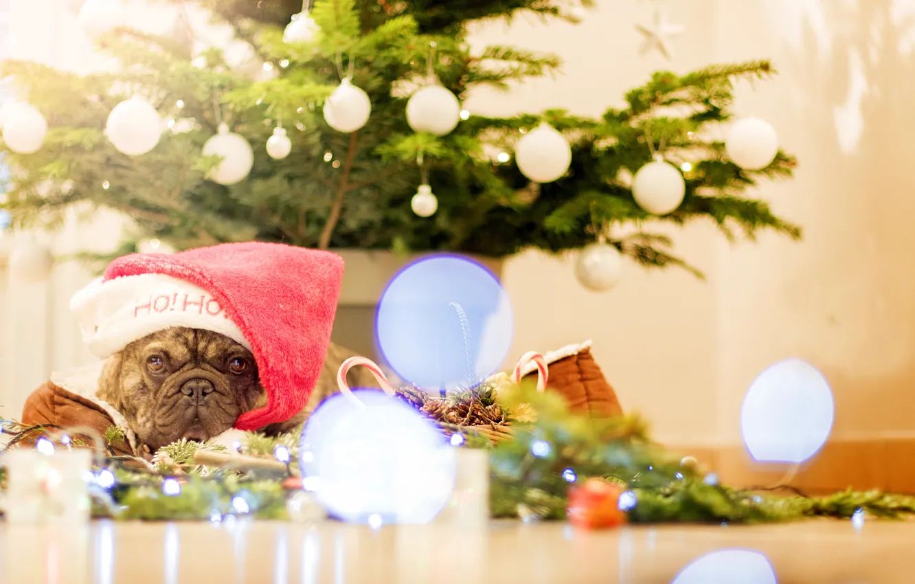 Photo wallpaper look, decoration, tree, dog, Christmas, New year, tree, cap