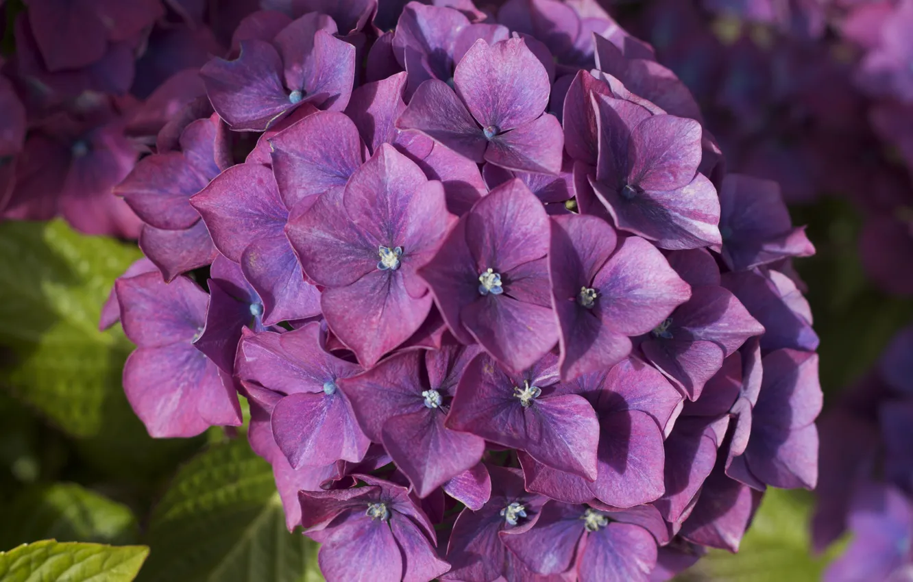 Photo wallpaper macro, the bushes, hydrangea, inflorescence