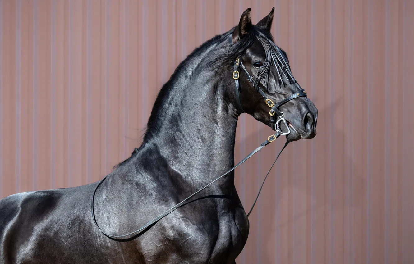 Photo wallpaper look, face, wall, horse, black, horse, portrait, bridle