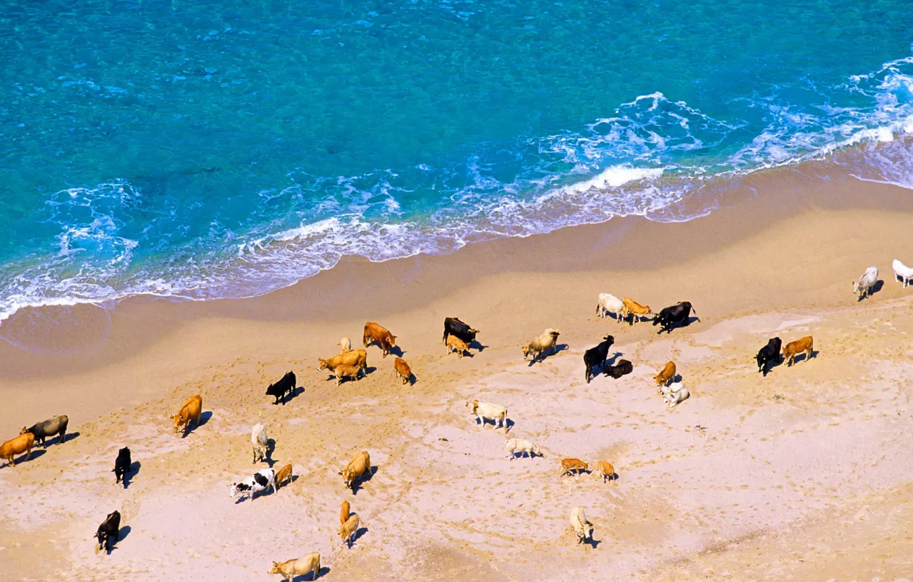 Photo wallpaper sea, shore, France, cows, Corsica