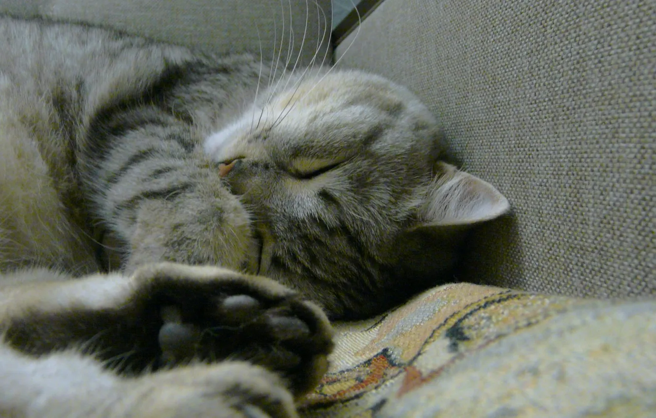Photo wallpaper cat, cat, sofa, battle, kitty, the prophet, San, cat
