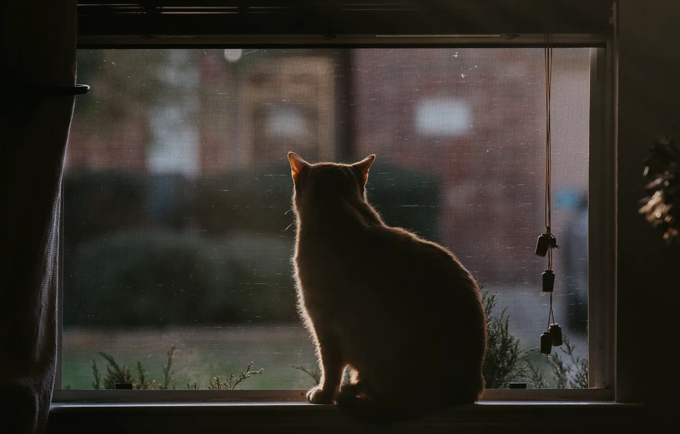 Photo wallpaper cat, cat, back, window, sill, sitting, blinds