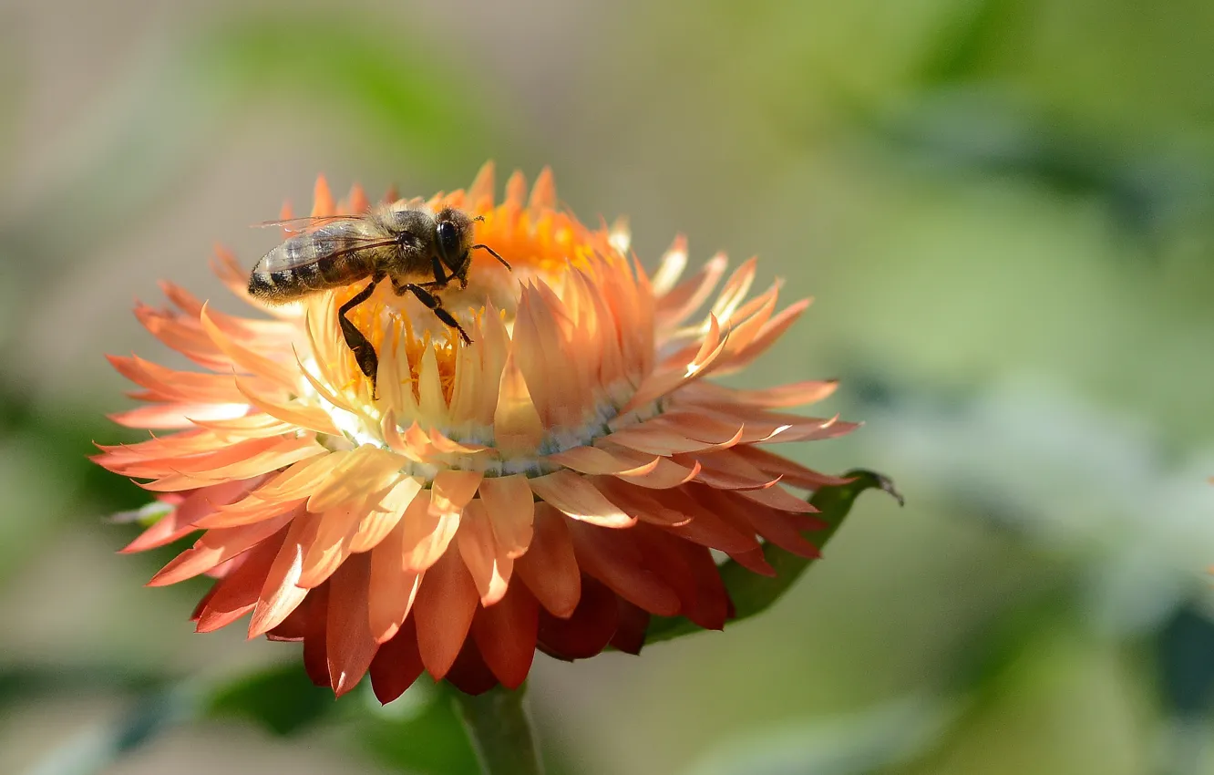 Photo wallpaper flowers, bee, summer, collecting honey