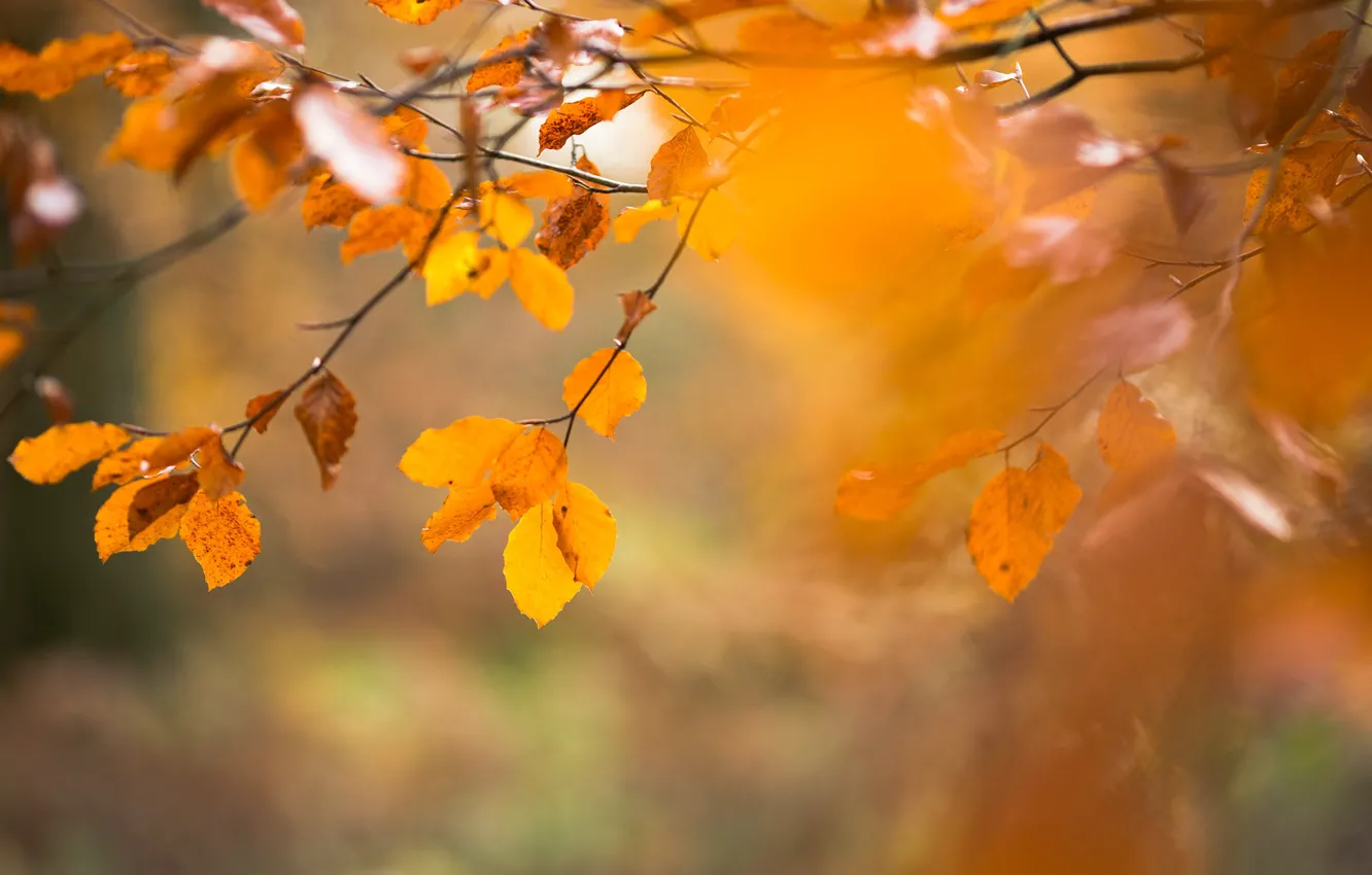 Photo wallpaper autumn, leaves, nature
