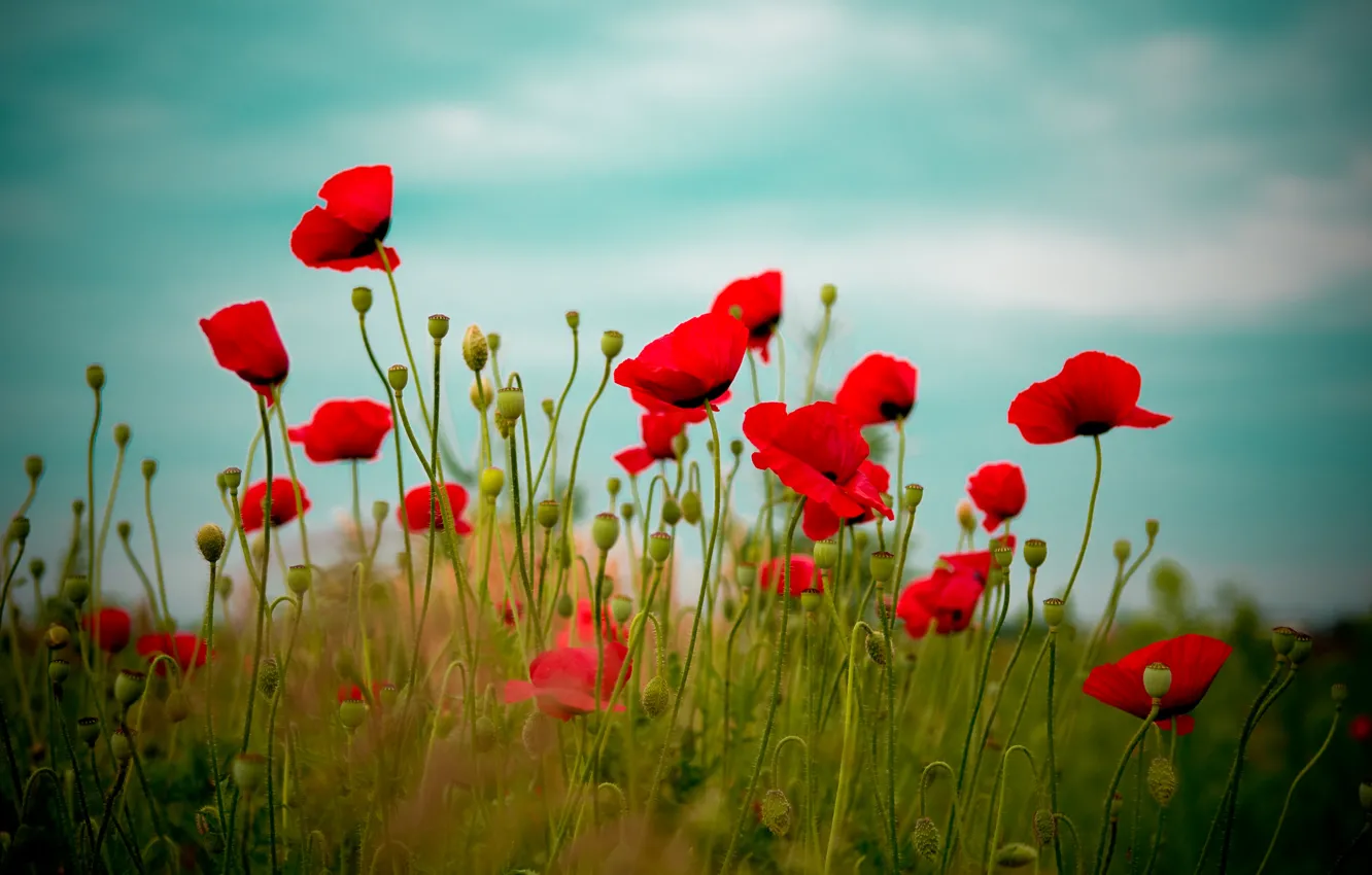 Photo wallpaper field, the sky, flowers, red, nature, Maki