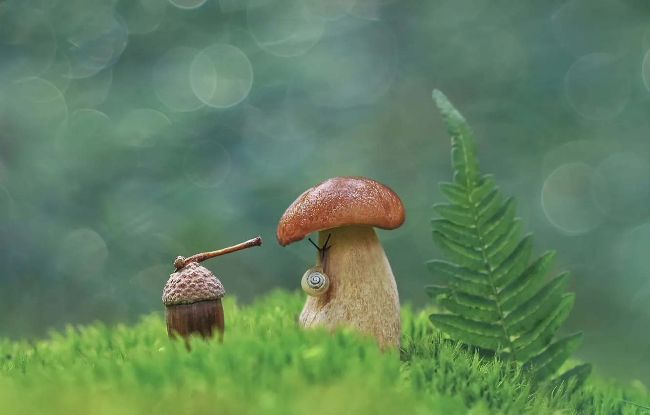 Photo wallpaper macro, the world, mushrooms, snail, acorns, bokeh