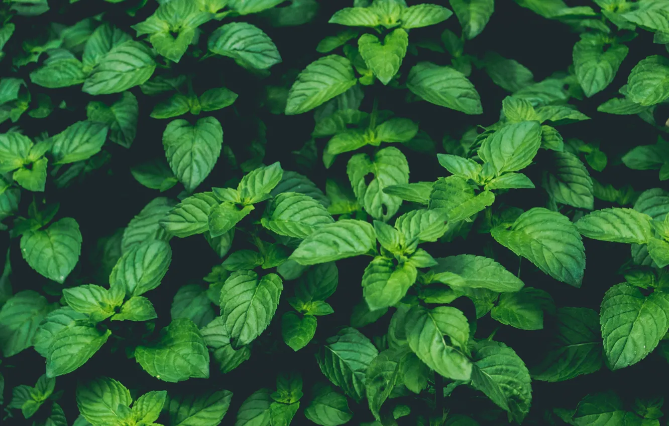 Photo wallpaper green, wallpaper, nature, background, macro, plant, mint
