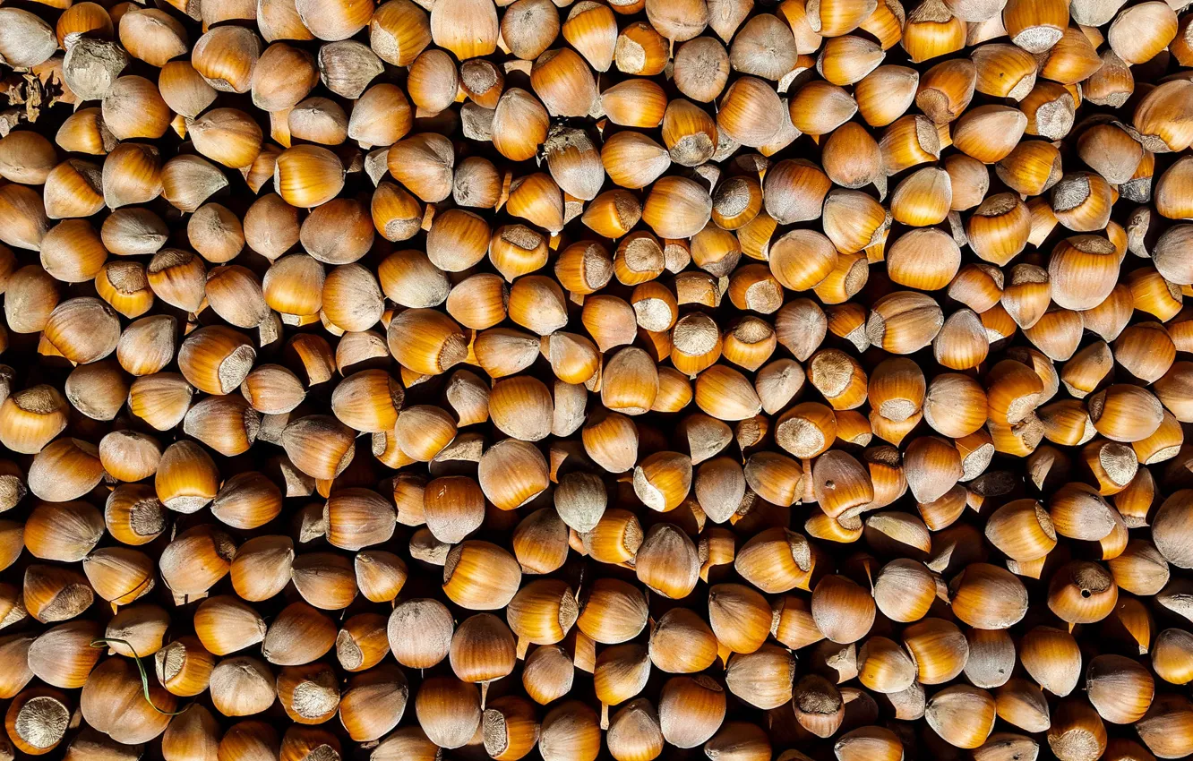 Photo wallpaper nuts, a lot, hazelnuts
