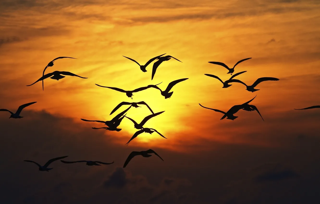 Photo wallpaper the sky, freedom, the sun, flight, sunset, nature, background, widescreen