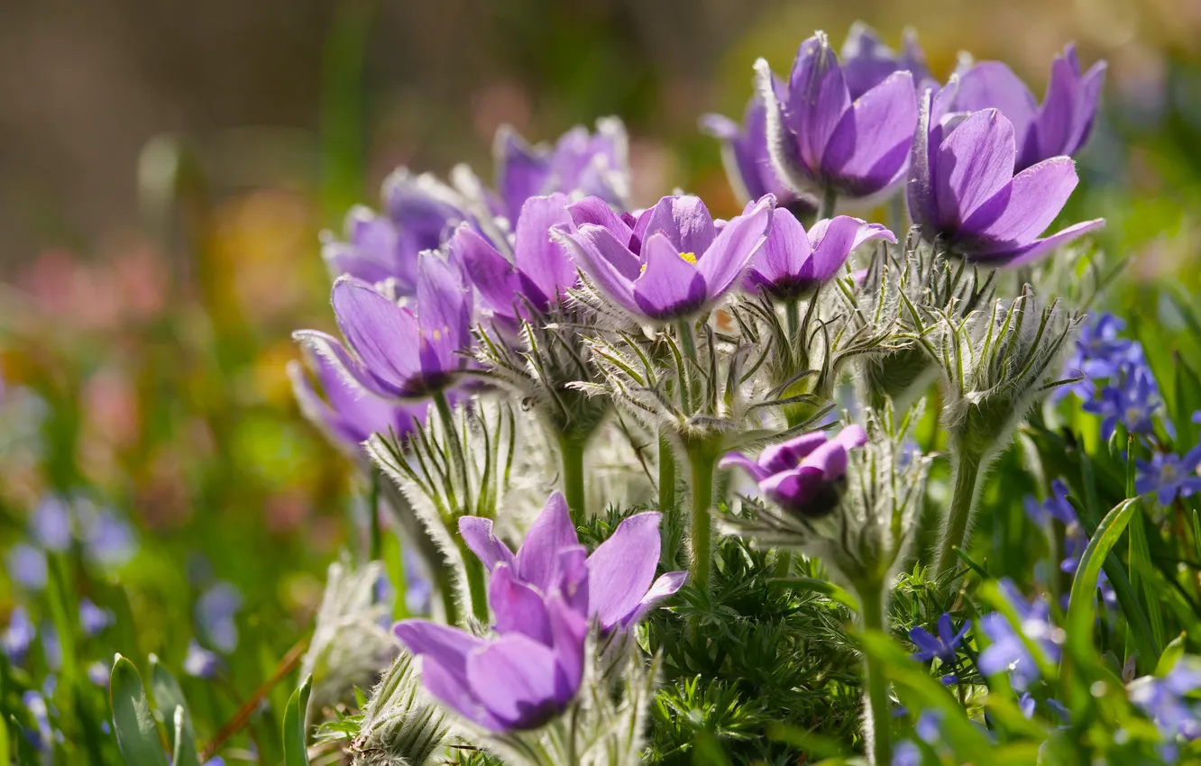 Photo wallpaper spring, sleep-grass, cross